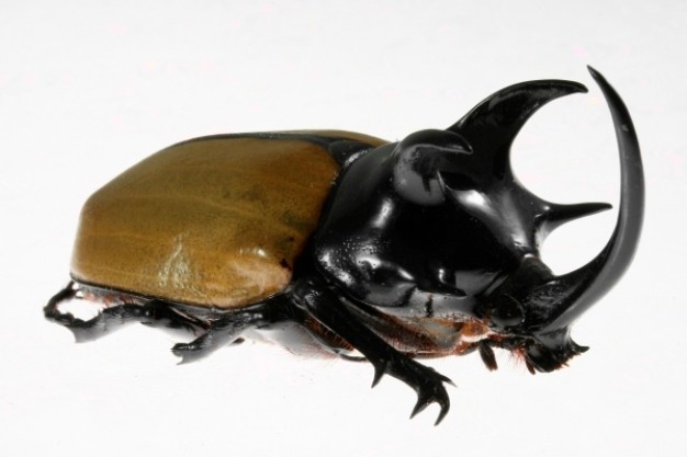 five horned rhinoceros beetle with metal shine