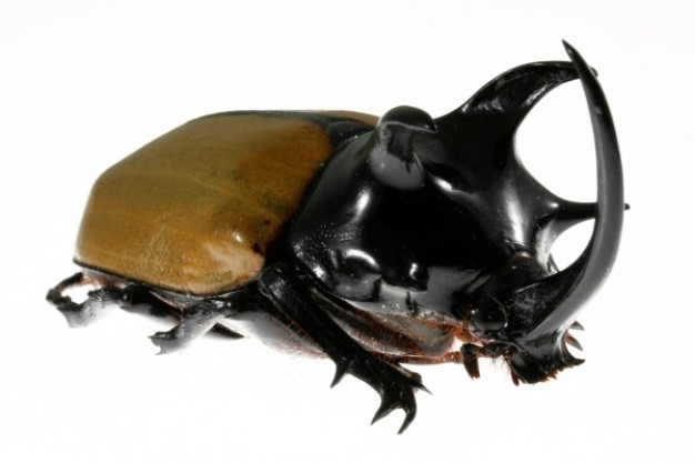 five horned rhinoceros beetle with white background