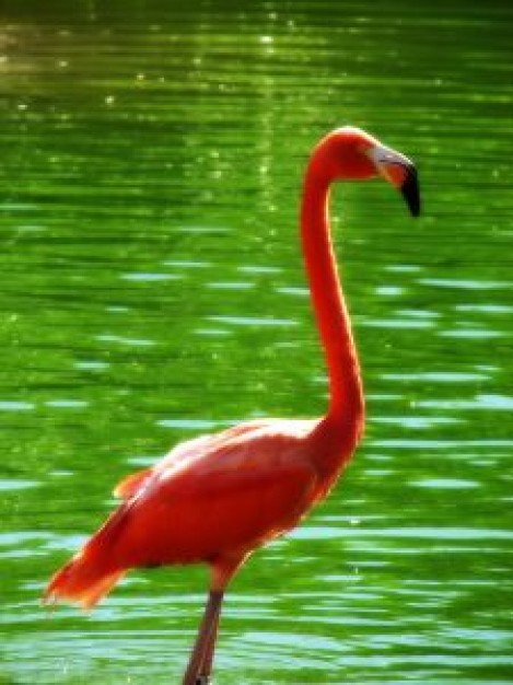 Flamingo Sedgwick County Zoo about green water background