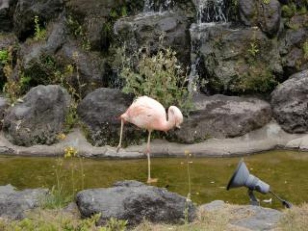 flamingo standing in lake with rock at back