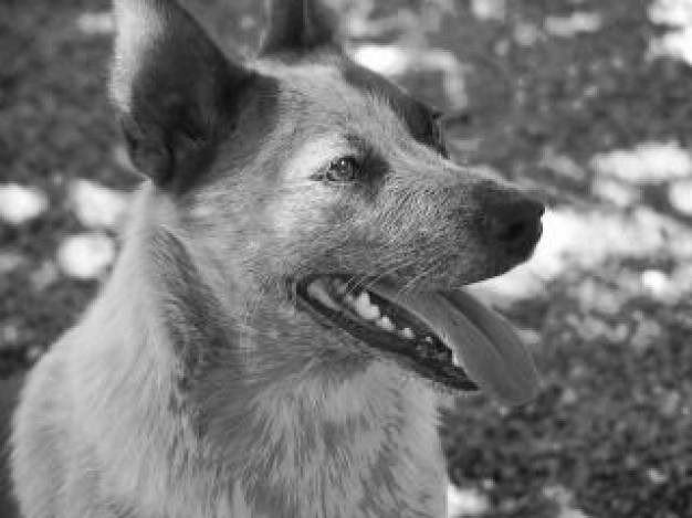 fletcher dog hanging out tongue in black and white