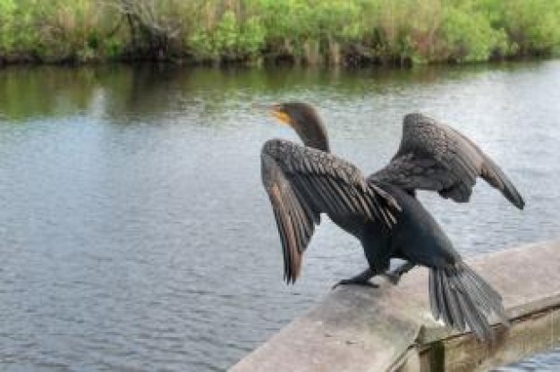 Florida Bird take off feathers