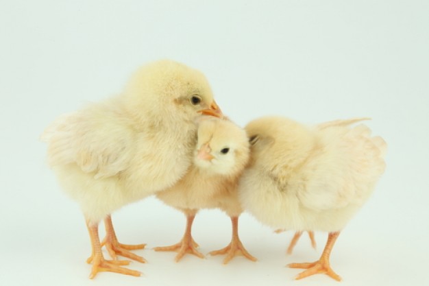 fluffy chick beaking out egg or beaks birds