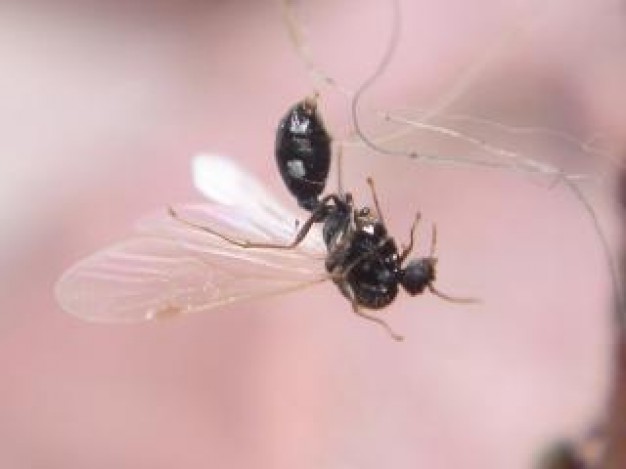 fly insect flying stopping on white swirl