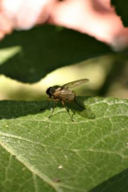fly on a leaf with sunlight and flower at side