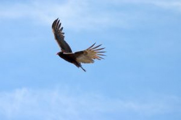 flying bird Aircraft Rental and Instruction in flight about blue sky