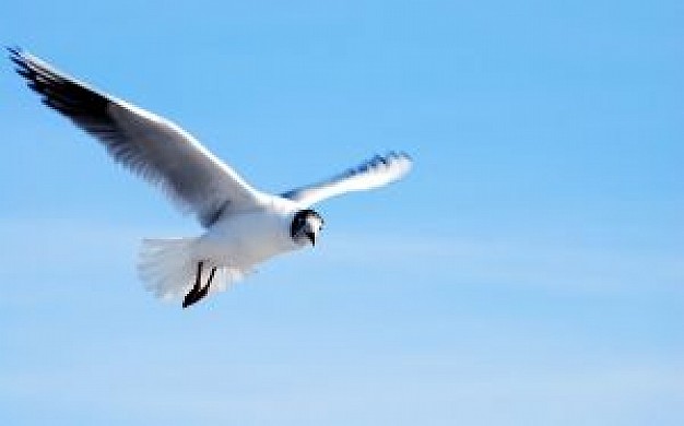 flying bird with blue sky background