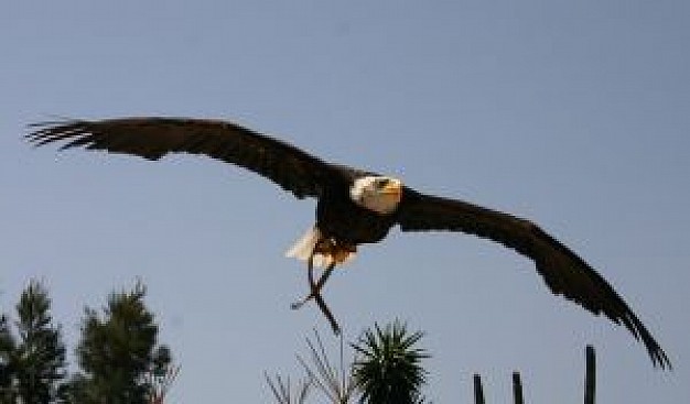flying eagle over trees under blue sky