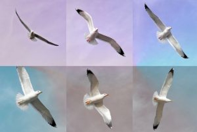 flying Gull seagulls Bird about Jonathan Livingston Seagull Biology Recreation Inverclyde Flora and