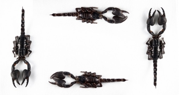 frame made of black scorpions border
