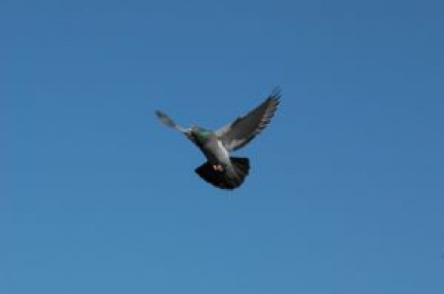 free pigeon flying in sky