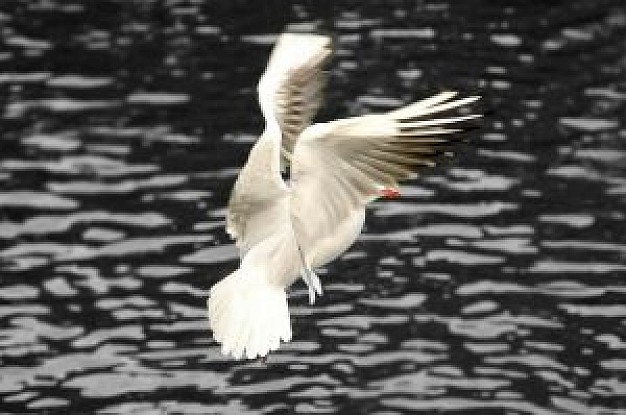 freedom bird flying and ready to stop on water surface