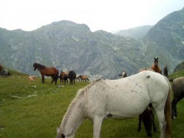 freedom cliffs horses eating at grassland of mountain