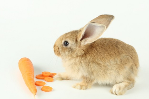  friend animal rabbit eating carrots over white background