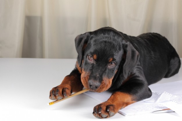 friends doggy nibble rottweiler lying the floor over curtain