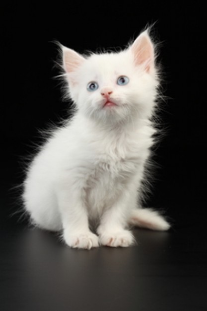 friends pets white cat over black background