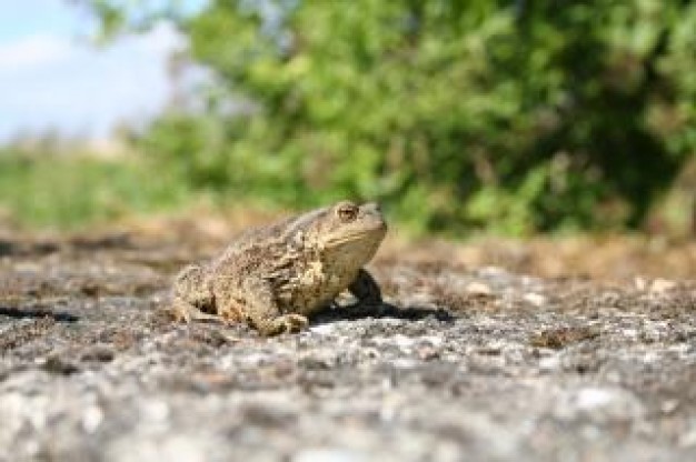 frog Bullfrog tail less crawling over road about field life