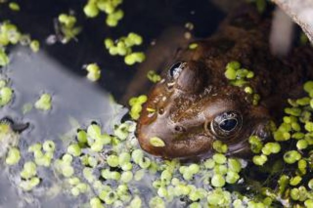 frog eyes in water with watergrass