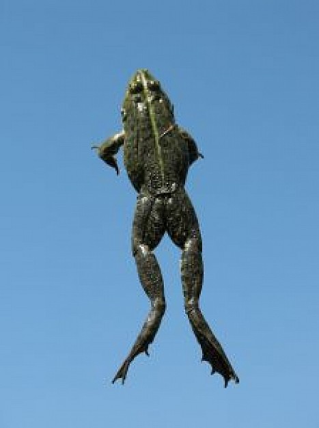 frog jumping over blue sky background