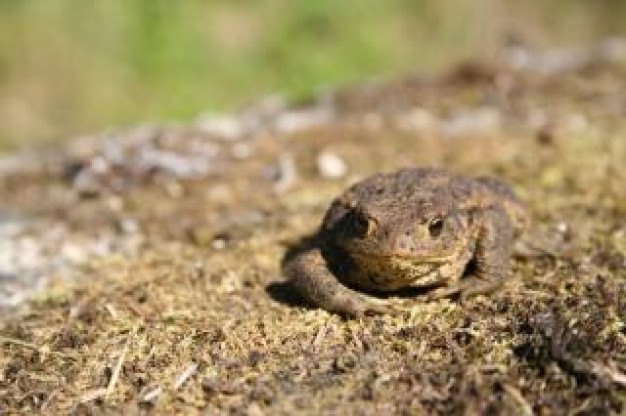 Frog Reptiles and Amphibians close-up about Pets Frog and Toad