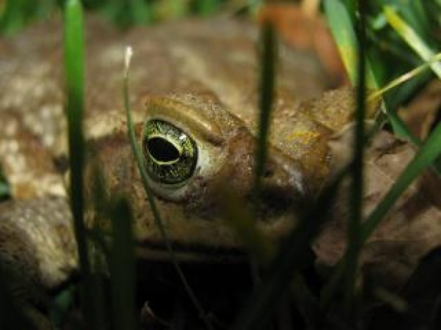 Frog Reptiles and Amphibians eyes close-up about Frog or Toad