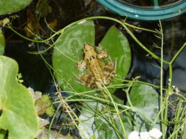 Frog Reptiles and green Amphibians pond about pool life