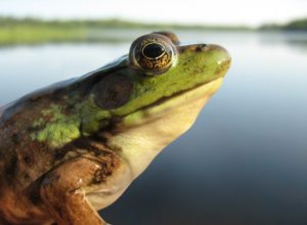 frog side view over lake background