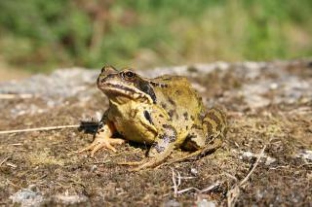 frog toad watching out at floor