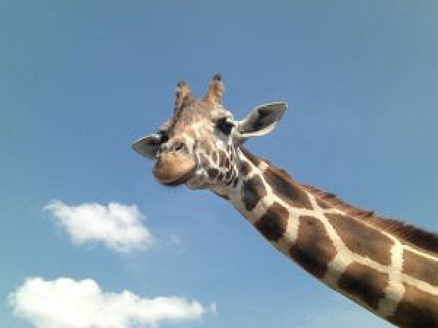 funny giraffe head with blue sky and clouds at back