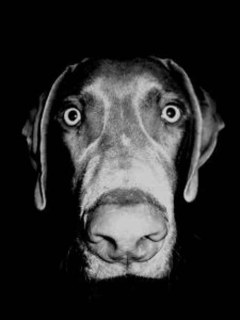 funny Weimaraner black Dog eyed dog about Art William Wegman