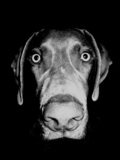 funny Weimaraner black Dog eyed dog about Art William Wegman