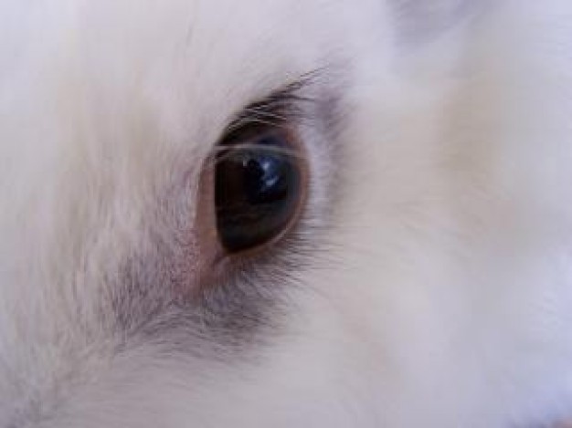 Furry bunny People eye close-up about Oceania Furry fandom