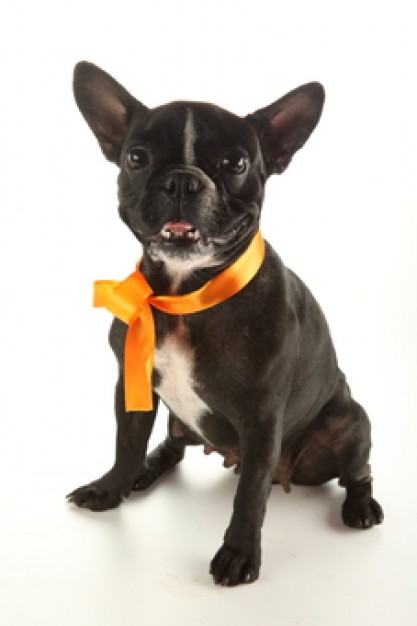 game dog with ribbon over white background accessories