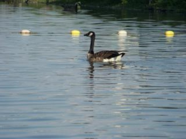 Garden happy Goose goose about Canada Goose