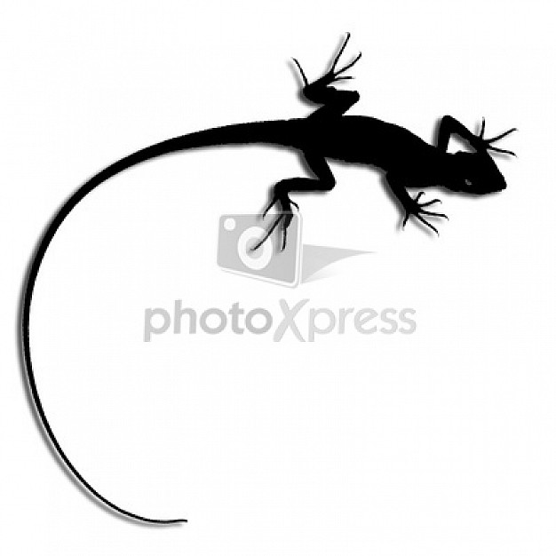 gecko silhouette in top view that insect meeting animal