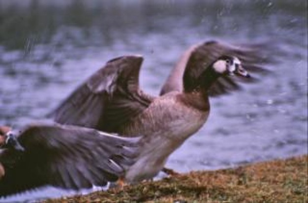 geese animal ready to fly