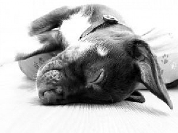 geordie dog lying and resting in grey colour