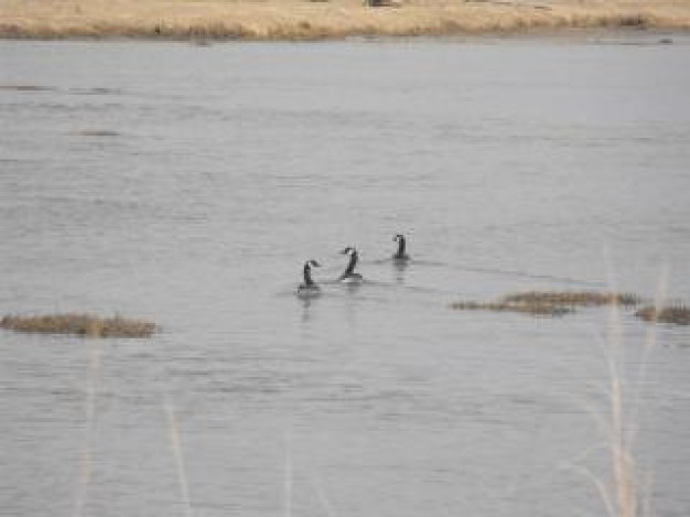 ghost lake with three bird in water