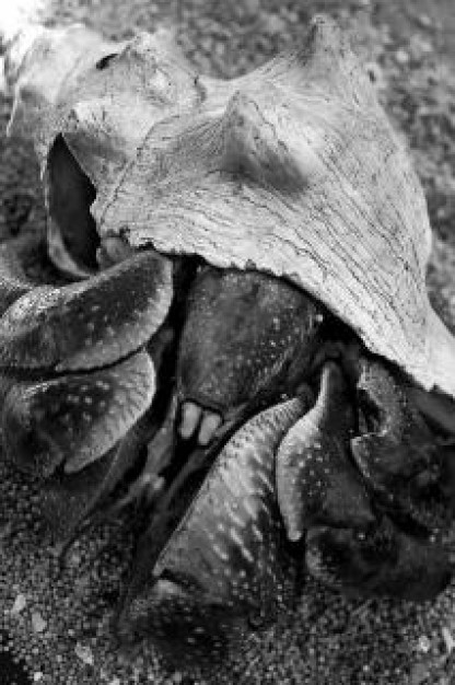 giant foot that Crab hiding in Shell Clam