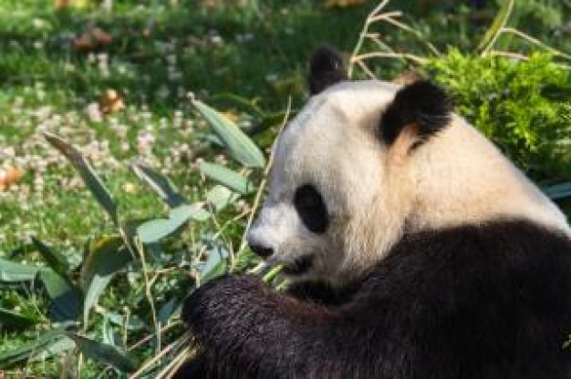 giant panda bear eating bamboo