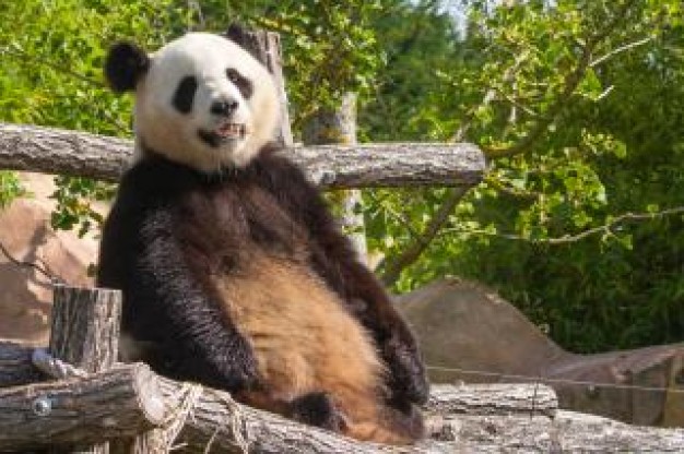 giant panda sitting on wood heap with green trees background