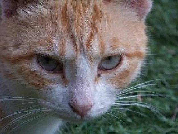 Ginger curiosity Home ginger about cat close-up