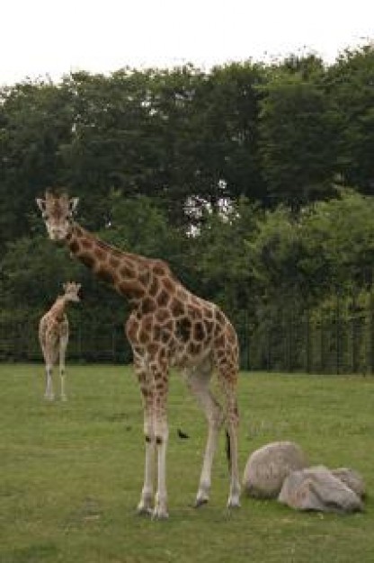 Giraffe Africa wildlife about zoo animal San Diego