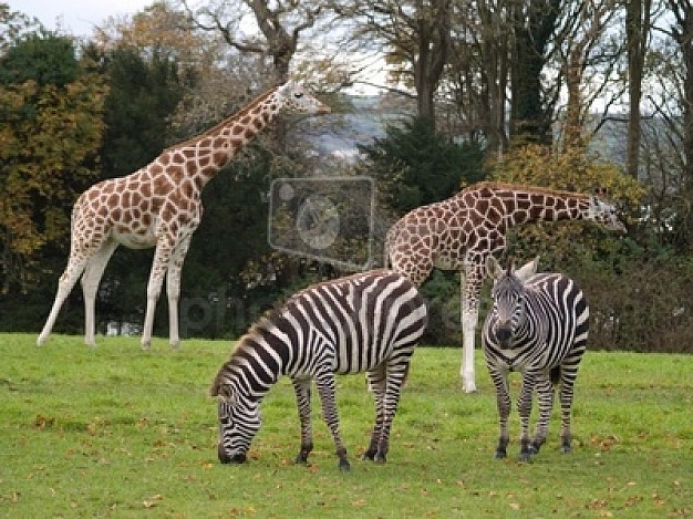 giraffe and zebra in zoo with tree