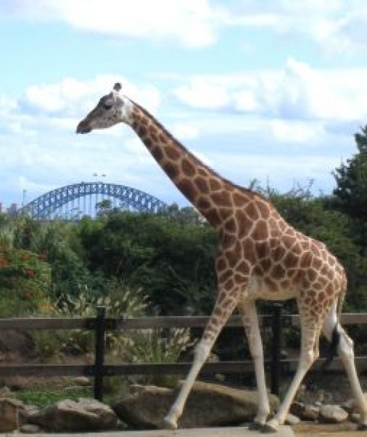 giraffe at sydney zoo with bridge at back