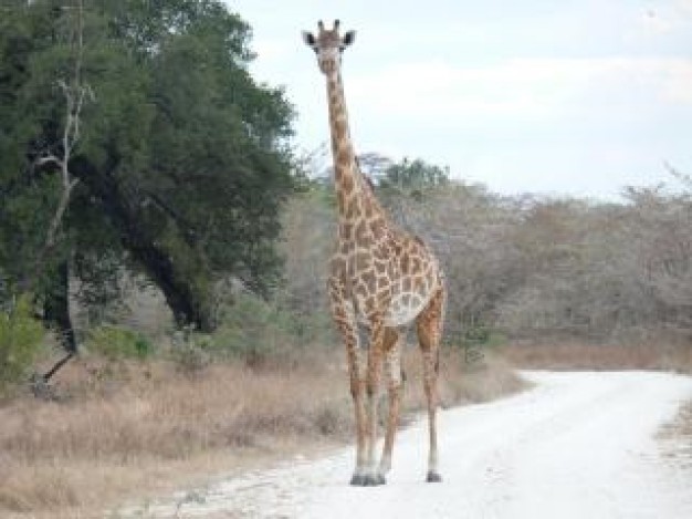 Giraffe Biology trees about Africa Shamwari field Reserve