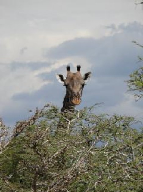 Giraffe head life about Africa Little Rock Zoo