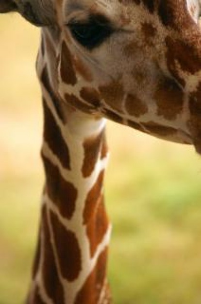 Giraffe neck closeup about Little Rock Zoo Press release