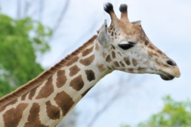 Giraffe Ossicone heads up about Calf Even-toed ungulate