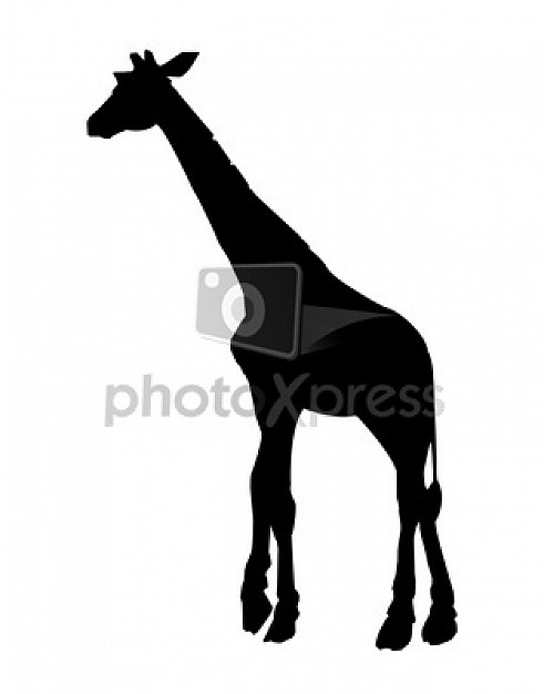 Giraffe silhouette in side view